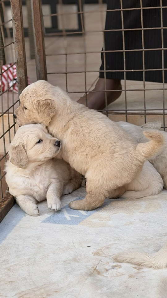 Golden Retriever