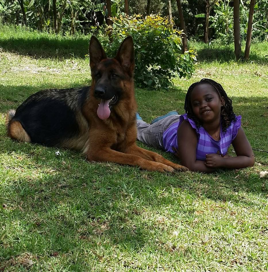 German Shepherd Working Lines