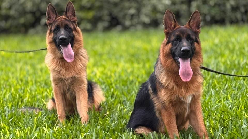 Czech GSD Imports