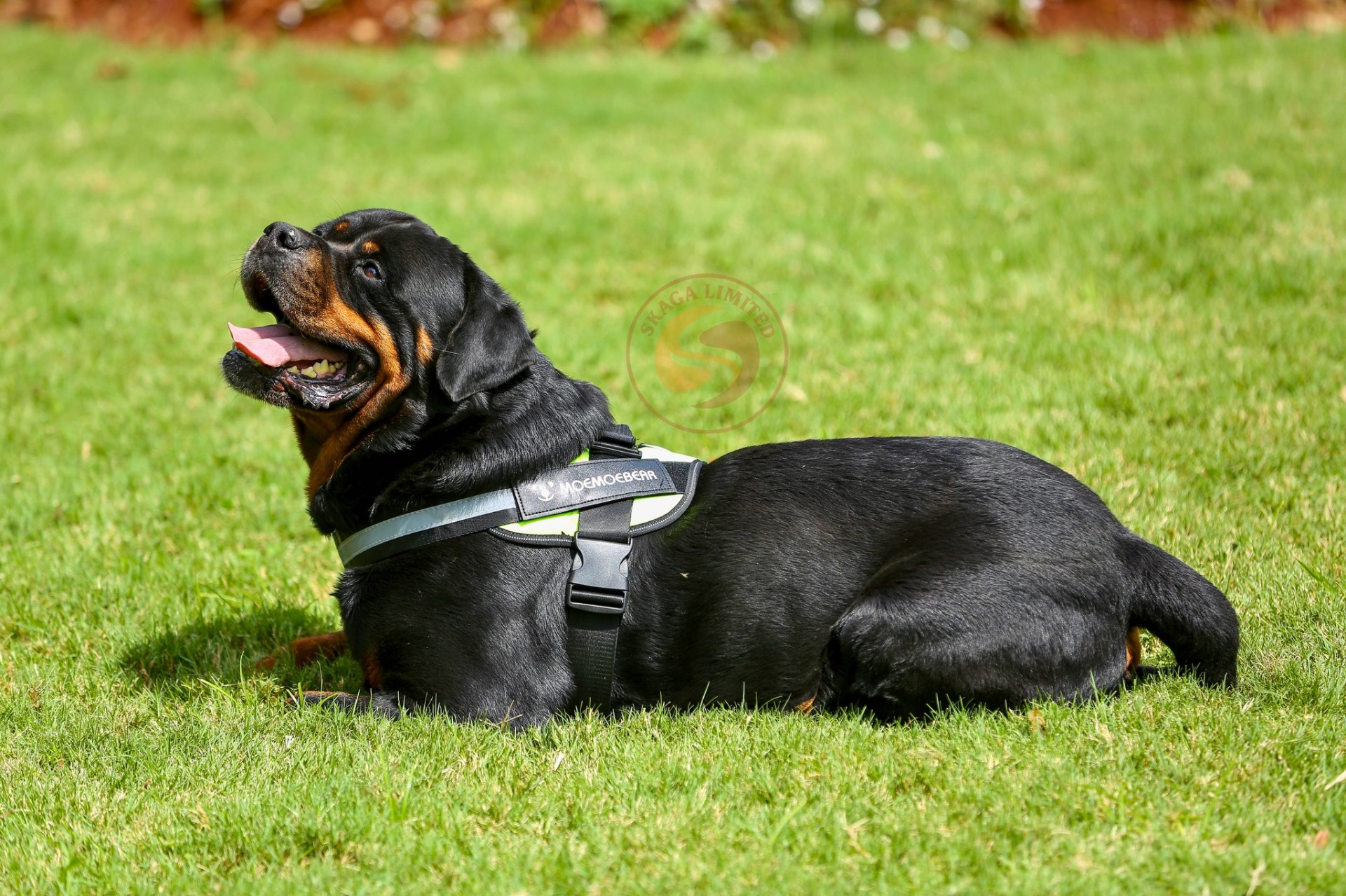 ADRK Rottweiler